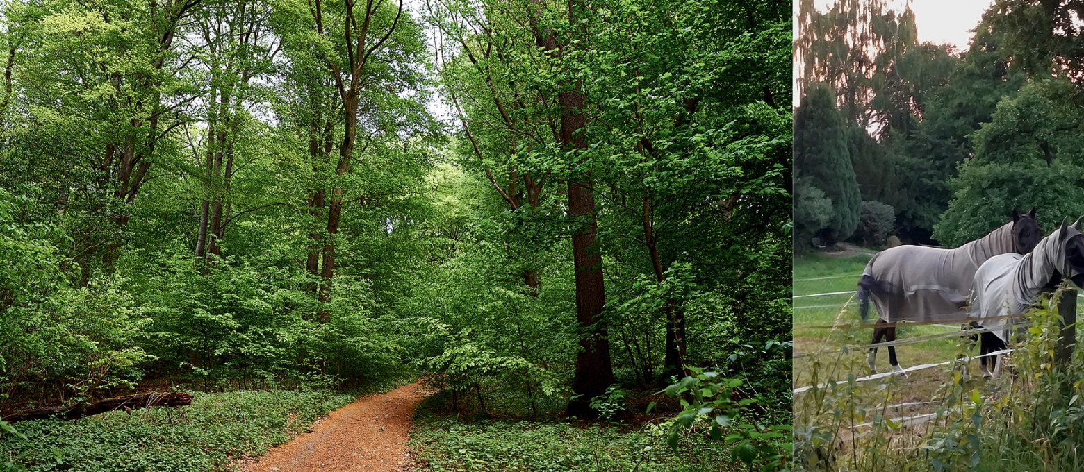 Viel Grün in unmittelbarer Umgebung